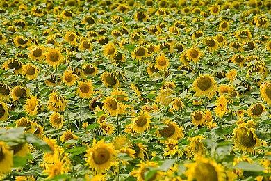 Steam新一周销量榜 《战地2042》三版本占前三